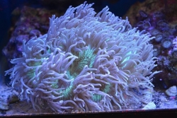 Catalaphyllia jardinei Australian Elegance Coral