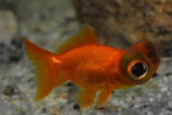Orange Telescope Goldfish
