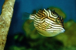 Aracana aurita Shaw's Boxfish Female