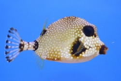 Rhinesomus triqueter Smooth Trunkfish