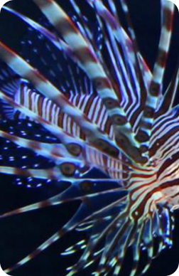 Dry goods | Livestock Options