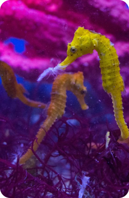 Invertebrates banquet | Livestock Options