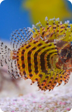 Saltwater fish | Livestock Options